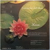 Rasa Coming Into Full Bloom - Käytetty LP