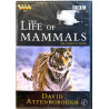 DVD - Dokumentti 2002  Life of Mammals - David Attenborough 4DVD DVD Begagnat