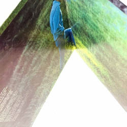 Williams Andy LP Raindrops keep fallin’ on my head  kansi EX- levy EX- LP