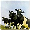 Pink Floyd 1970 SHVL 781 Atom Heart Mother Begagnat LP