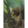 al colour book of Kittens : Howard Loxton - Used book