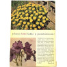Kukkiva koti ja puutarha : Jokaisen kodin kukka ja puutarhatietoutta! - Used book