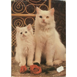 Everyone’s Book of CATS : Angela Sayer - Used book