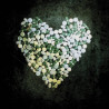 ALKALINE TRIO :  THIS ADDICTION +DVD  2010 PUNK HASSLE tuotelaji: CD